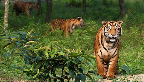 Sundarbans